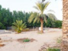ارض للبيع في ليوا - ابوظبي
