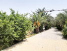 ارض للبيع في رماح - ابوظبي
