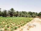 ارض للبيع في رماح - ابوظبي