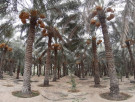 ارض للبيع في سويحان - ابوظبي